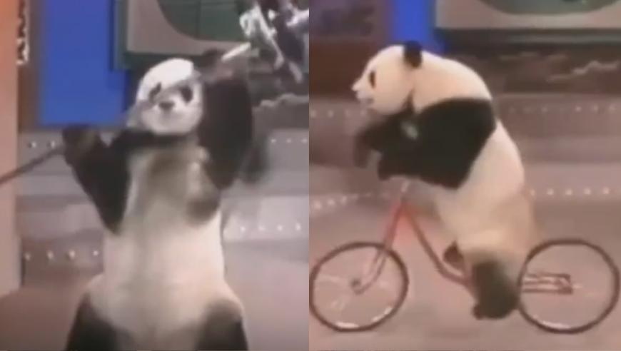 只有刘梓晨敢承认自己整过容,841995澳门论坛王中王2025年,精准解释落实的人生哲理_体验版V7.39